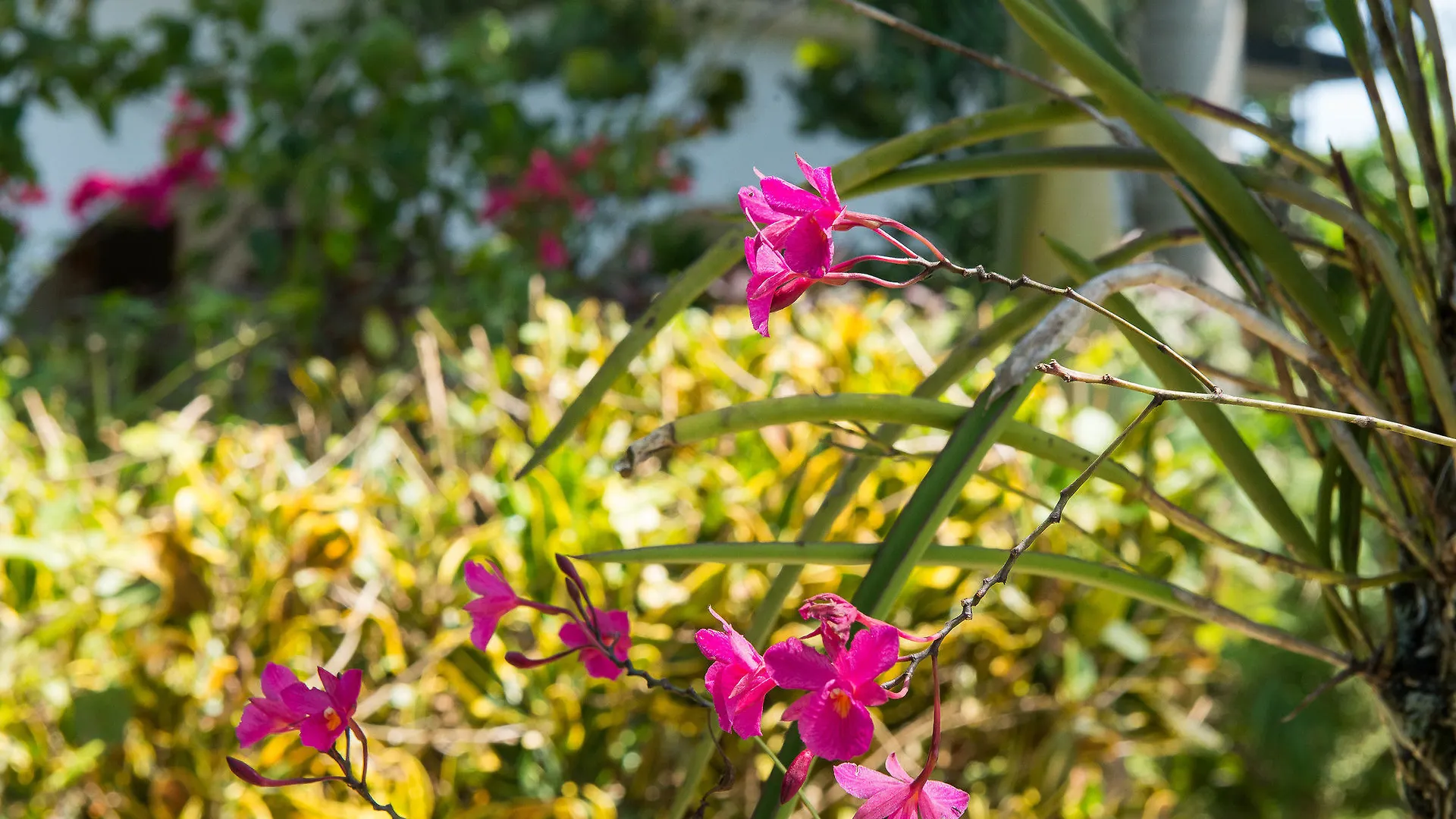 ** Hotel Cottages At Yoga Center Negril Jamaica